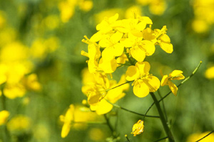 菜の花会